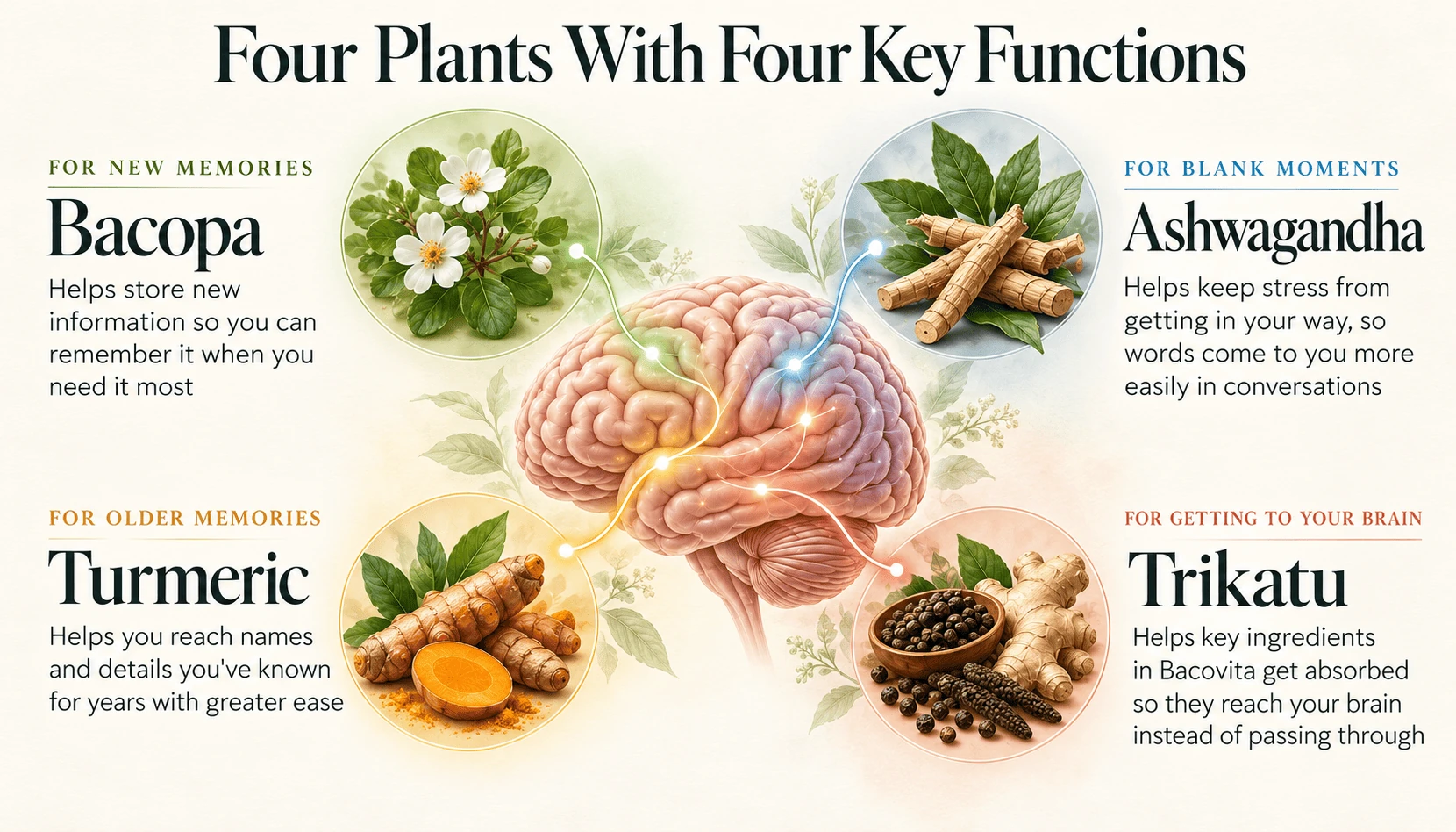 Four Plants With Four Key Functions. For new memories: Bacopa. For blank moments: Ashwagandha. For older memories: Turmeric. For getting to your brain: Trikatu.